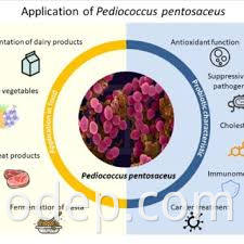 Pediococus pentosaceus2 pediococus pentosaceus2